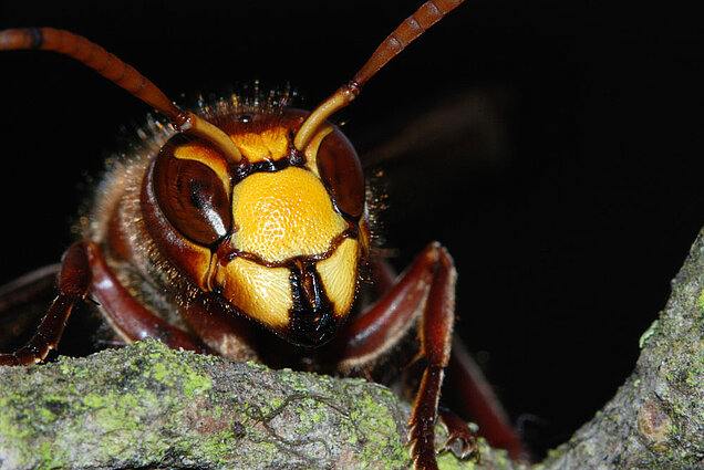 Unsere heimischen Wespen und unsere Hornisse (hier im Bild) sind faszinierende Lebewesen, die uns oft im Stillen nützen. (Foto: Christof Martin/piclease) Kopf einer Hornisse schaut hinter einem Ast hervor.