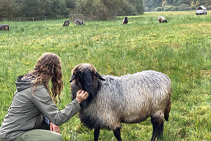 Gefährdete Nutztierrassen leisten wertvolle Arbeit, hier das Alpine Steinschaf, eine echte Rarität! (Bild: Bettina Burkart-Aicher) Auf einer binsenreichen Fläche umgeben von Wald weiden Alpine Steinschafe, im Vordergrund lässt sich ein Schaf von einer Besucherin kraulen.