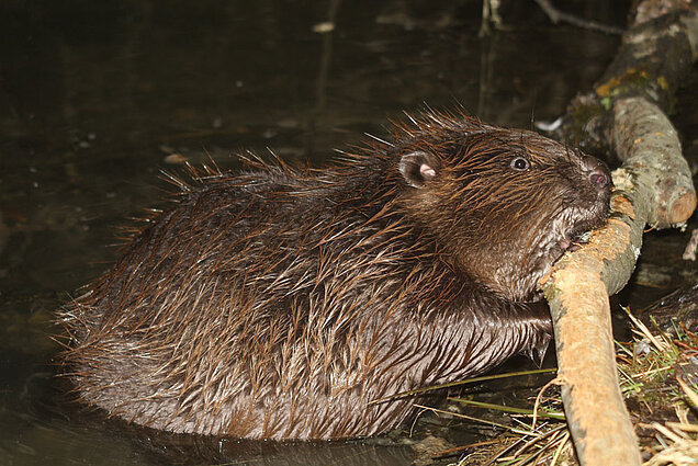 Unsere heimischen Biber sind wichtige Landschaftsgestalter und schaffen neuen Lebensraum für viele verschiedene Tier- und Pflanzenarten (Foto: Hans-Joachim Fünfstück/piclease). Biber nagt am Holz.