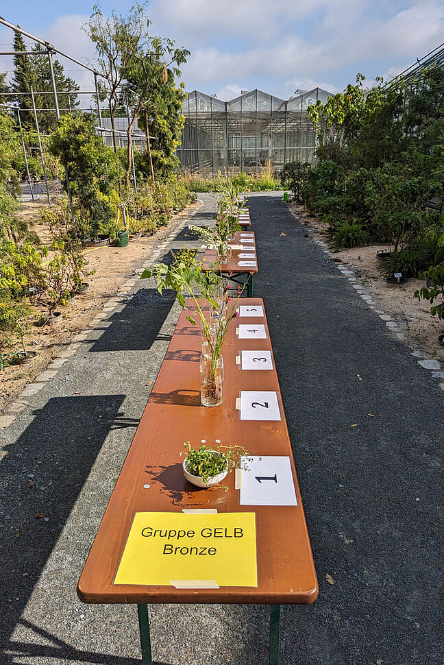 Aufbau einer BANU-Feldbotanik Prüfung im Ökologisch-Botanischen Garten Bayreuth. (Foto: Anja Gellert) Eine mit Pflanzen gedeckte Bierbank steht vor einem Gewächshaus.