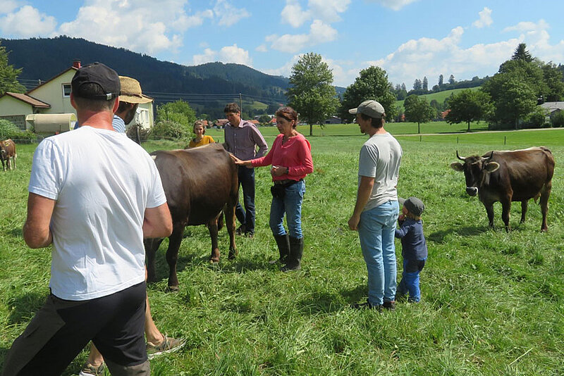 Eine Gruppe Menschen befindet sich inmitten einer Rinderherde auf der Weide, eine Frau berührt eine Kuh und erklärt der Gruppe etwas.