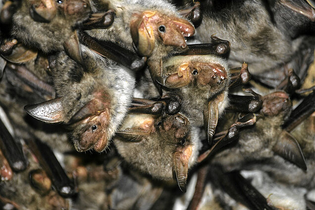 Unsere heimischen Fledermäuse, wie das Große Mausohr (Myotis myotis), eben meist versteckt und benötigen unseren Schutz (Foto: Wilhelm Gailberger/piclease). Viele Fledermäuse hängen von einer Wand herab.