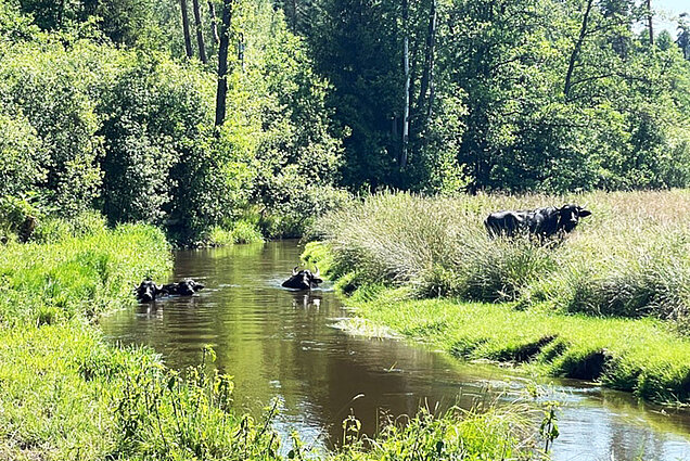 Mit einer ganzjährig und großflächig angelegten Weide entstehen vielfältige Effekte in der Waldnaabaue. (Bild: Claudia Fuchs) Eine Auenlandschaft, mittig das Flußbett, darin drei Wasserbüffel, ein weiteres Tier der Herde steht rechts am Ufer in hohen Binsenbeständen.