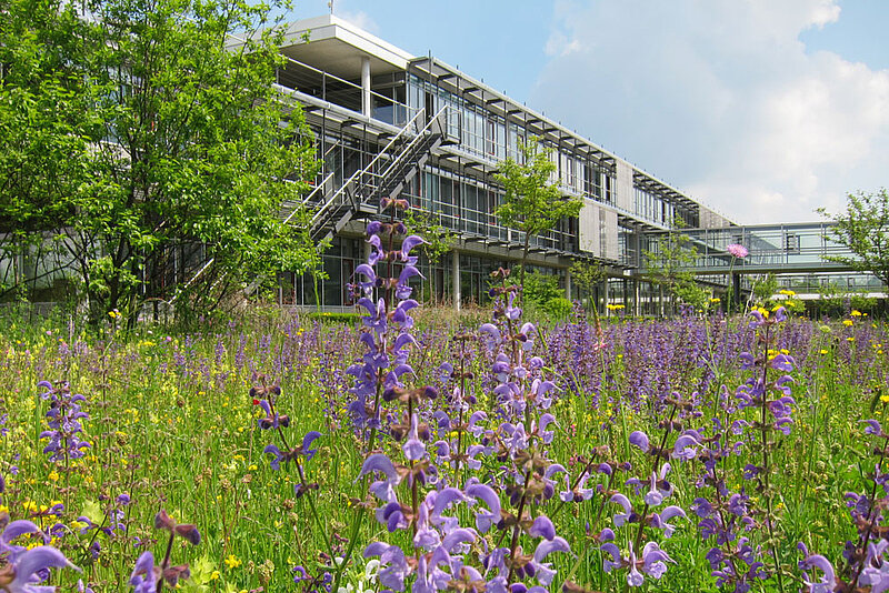 Firmengebäude mit artenreicher, blühender Wiese im Vordergrund.