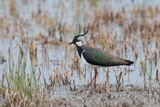 Unsere heimischen Kiebitze sind mittlerweile selten geworden und benötigen für das Überleben unter anderem offene Landschaften mit flachen Seigen. (Foto: Stefan Ott/piclease) Ein Kiebitz läuft auf einem sandigen Ufer entlang.