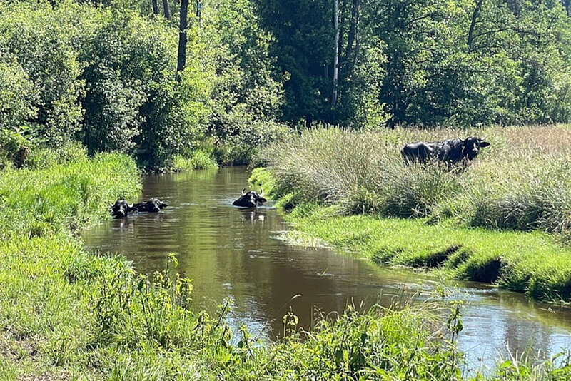 Eine Auenlandschaft, mittig das Flußbett, darin drei Wasserbüffel, ein weiteres Tier der Herde steht rechts am Ufer in hohen Binsenbeständen.