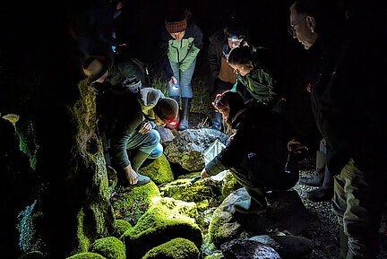 Nachtexkursion des BANU-Kurs Feldherpetologie - Amphibien. (Foto: Anja Gellert) Eine Menschengruppe beobachtet etwas am Boden draußen im Dunkeln.