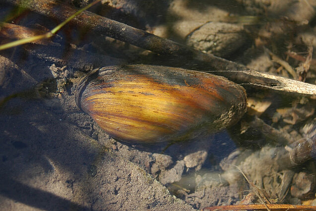 Unsere heimischen Muscheln, hier die Bachmuschel (Unio crassus), sind mittlerweile selten geworden und benötigen für das Überleben unter anderem Gewässer in einem guten ökologischen Zustand (Foto: Andreas Zehm/piclease). Bachmuschel (Unio crassus) liegt im Wasser.