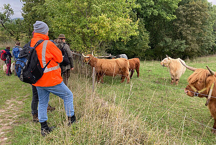 Praktische Anschauung vor Ort und Austausch von Erfahrungswissen sind zentrale Grundlagen für das Handbuch und die Arbeitshilfe zu naturschutzorientierter Beweidung. (Bild: Bettina Burkart-Aicher) Eine Gruppe Besucher und eine Gruppe Hochlandrinder stehen sich am Weidezaun gegenüber.