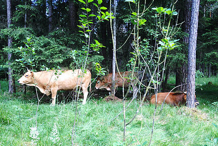 Weidetiere gehören auch in und an den Wald, um wertvolle lichte Strukturen zu schaffen und zu erhalten. (Bild: Bettina Burkart-Aicher) Eine Gruppe Murnau-Werdenfelser Rinder steht und liegt auf einer Waldlichtung, der angrenzende Baumbestand ist Teil der Weidefläche.
